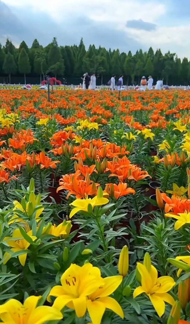 绿之洲花卉有限公司进口香水百合种球大量供应