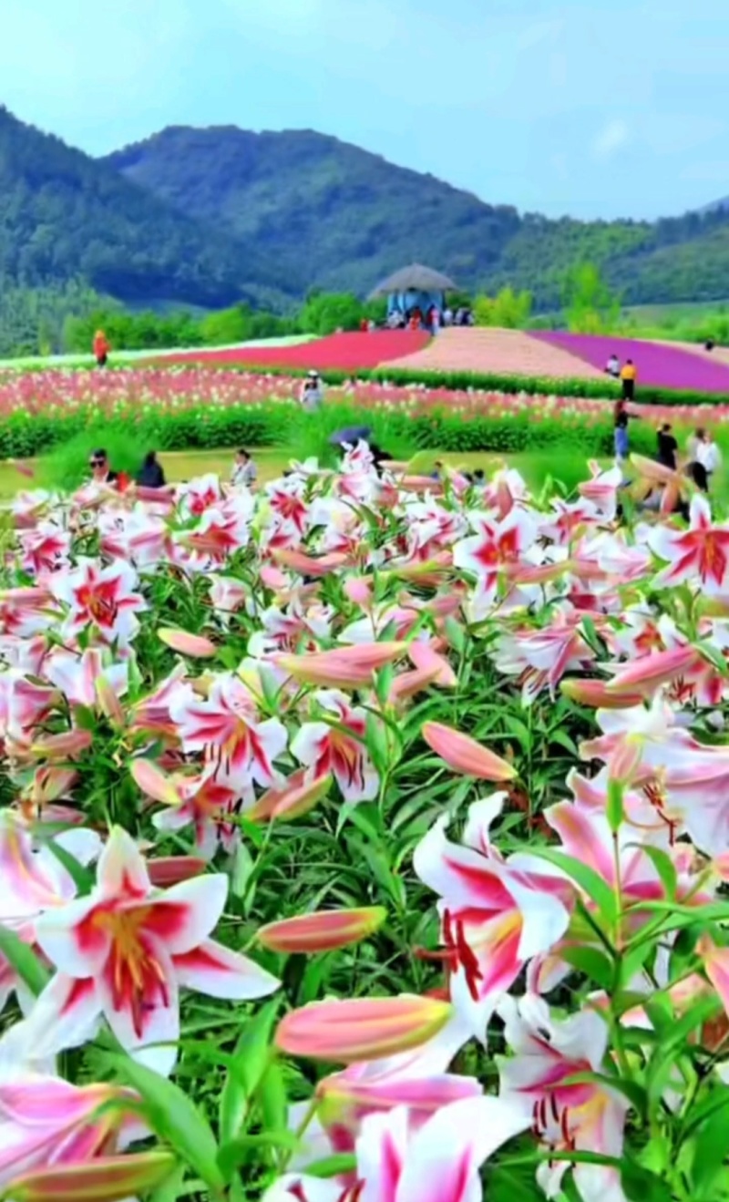 绿之洲花卉有限公司进口香水百合种球大量供应