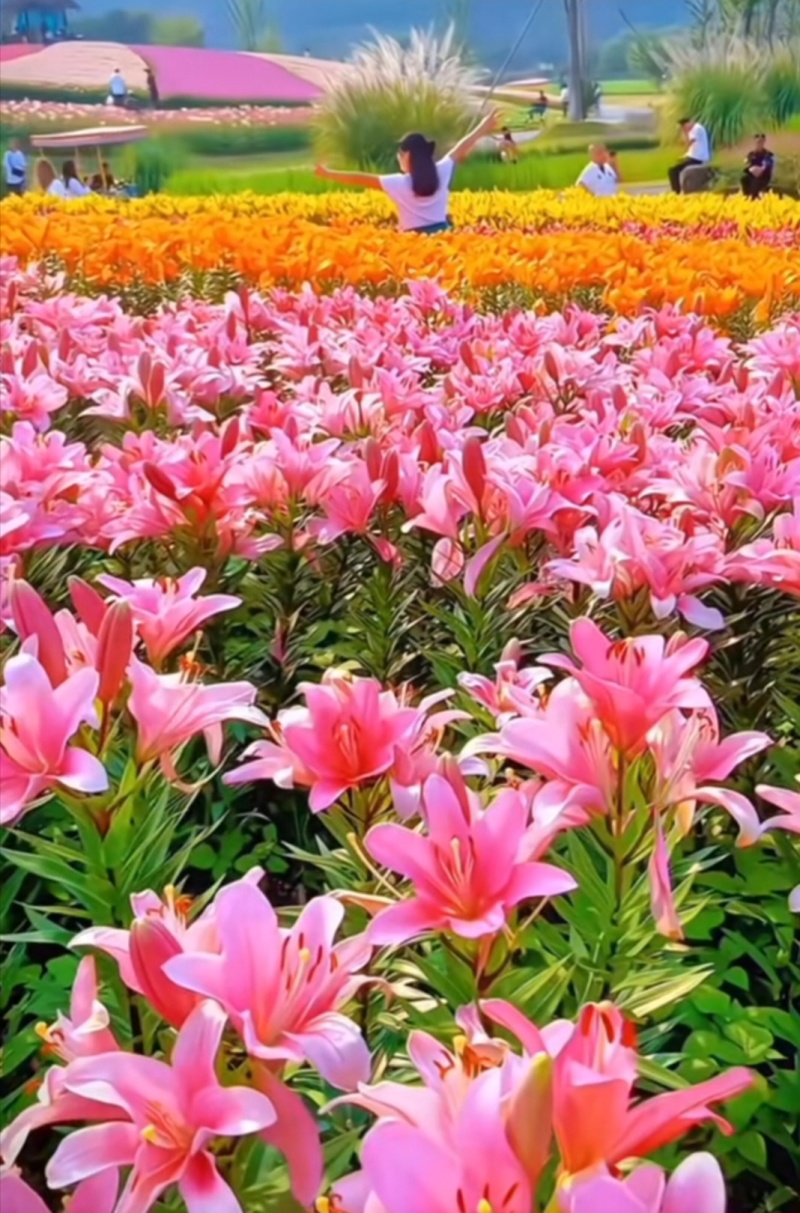 绿之洲花卉有限公司进口香水百合种球大量供应