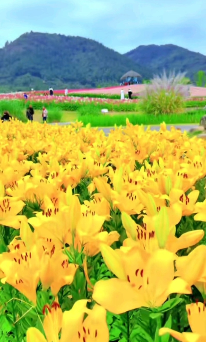 绿之洲花卉有限公司进口香水百合种球大量供应