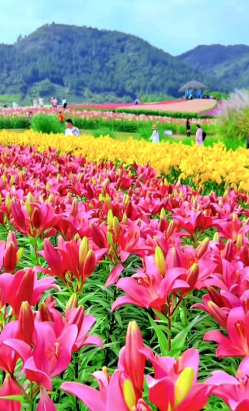 绿之洲花卉有限公司进口香水百合种球大量供应