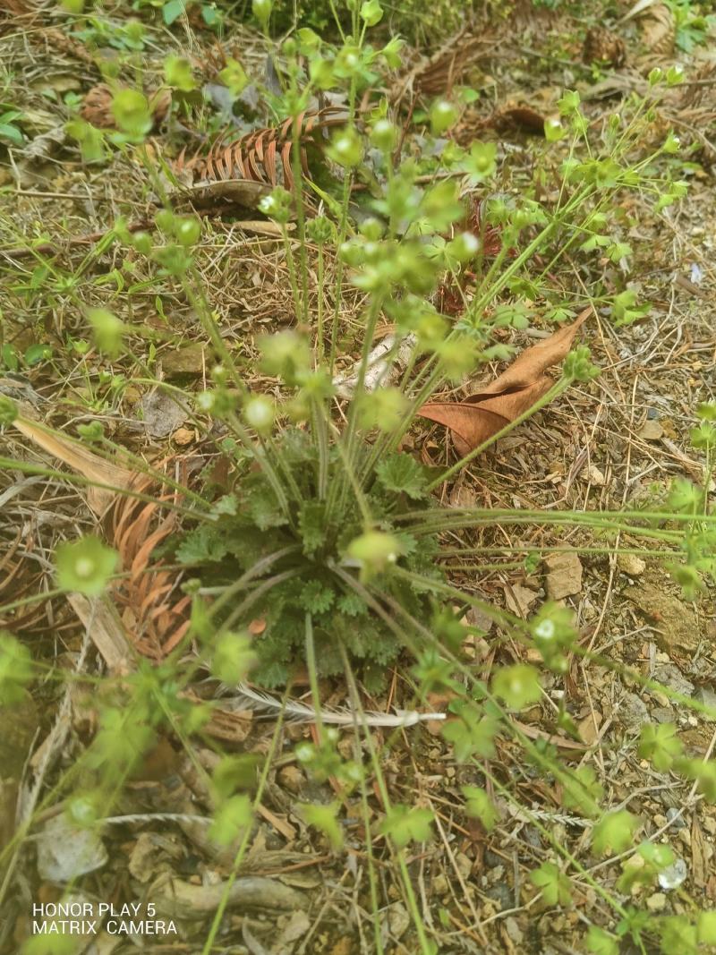 点地梅