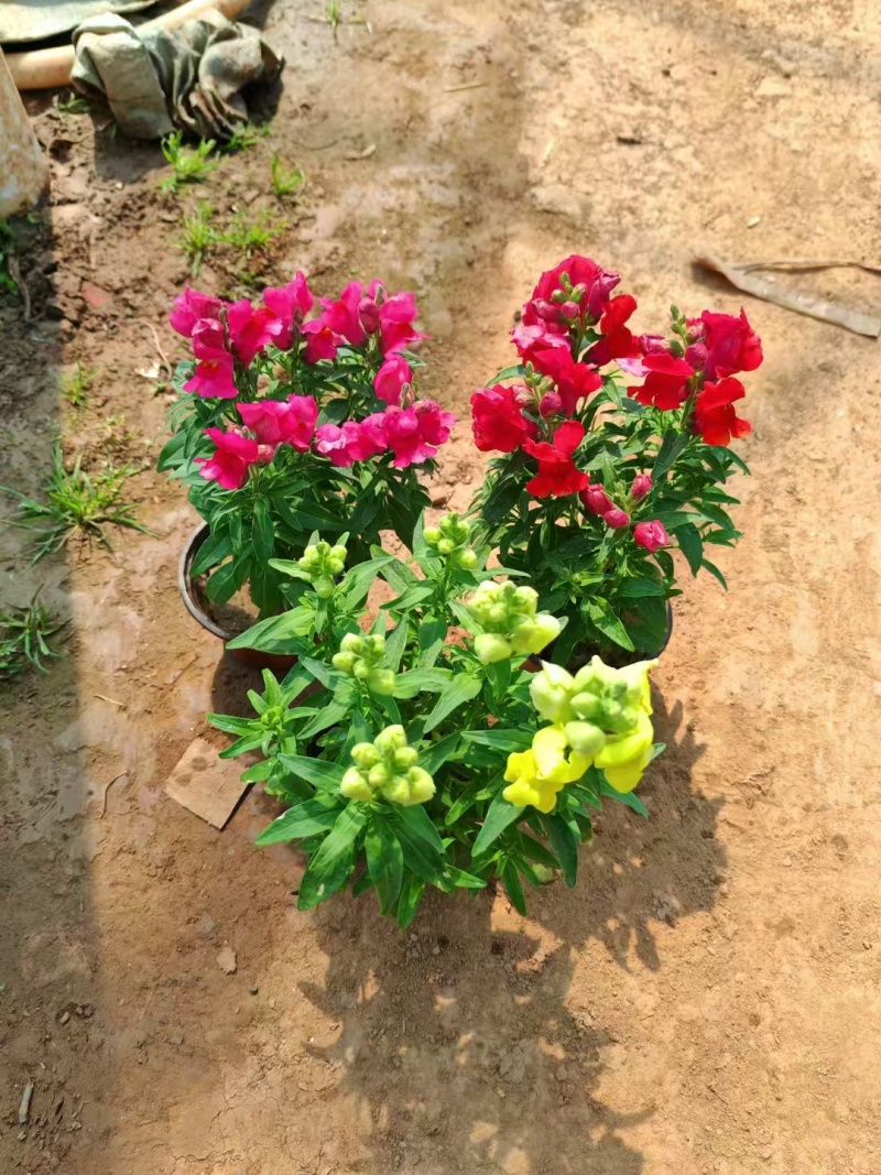 金鱼草花期长颜色靓丽基地直发/规格齐全欢迎来电咨询