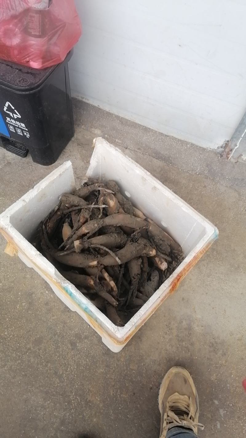 水果莲蓬种苗。