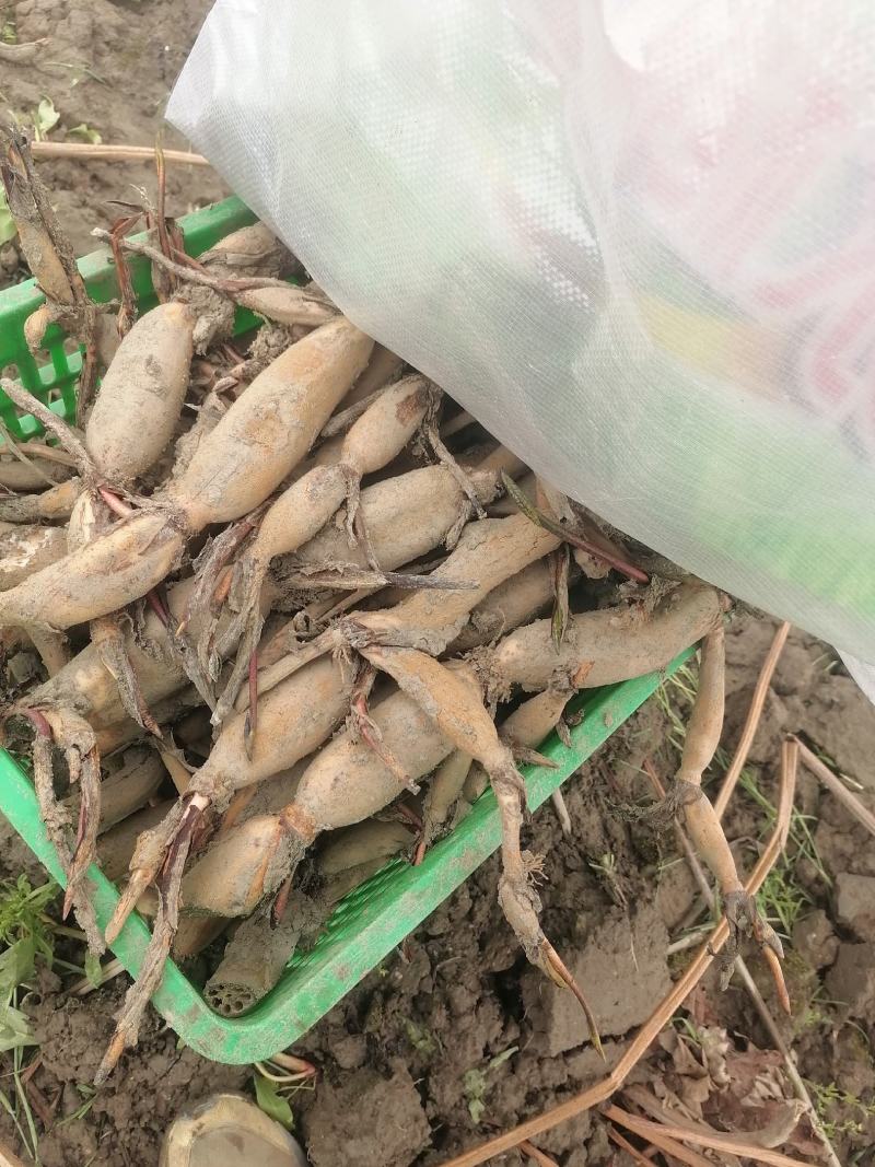 水果莲蓬种苗。