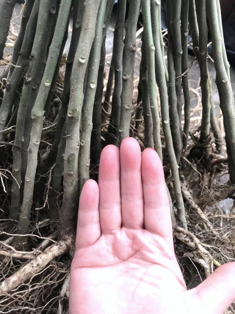 广西灵川黄花倒水莲苗大量供应规格齐全欢迎电话联系