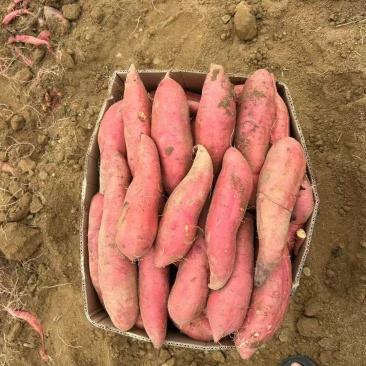 精品西瓜红红薯大量上市品质保证量大从优一手货源