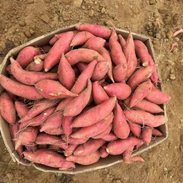广东精品西瓜红红薯大量上市品质保证一手货源量大从