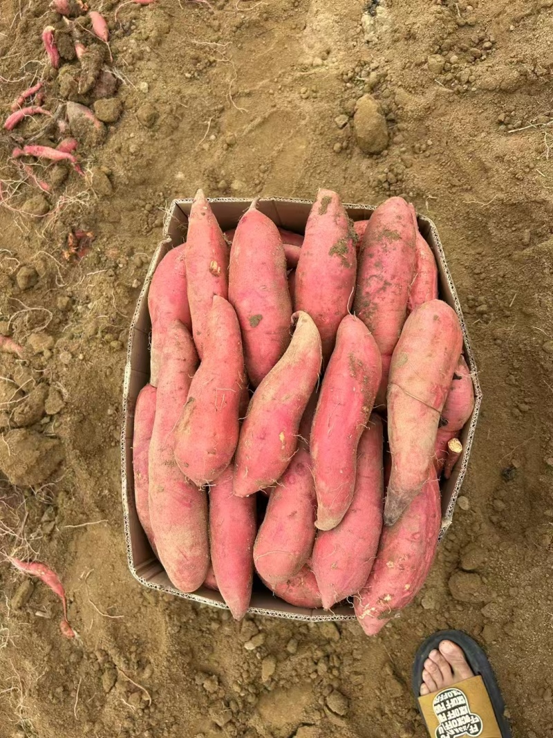 广东精品西瓜红红薯大量上市品质保证量大从优
