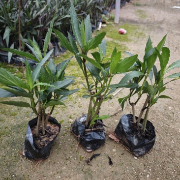 紫花芦莉翠芦莉高25到50厘米福建漳州苗木基地