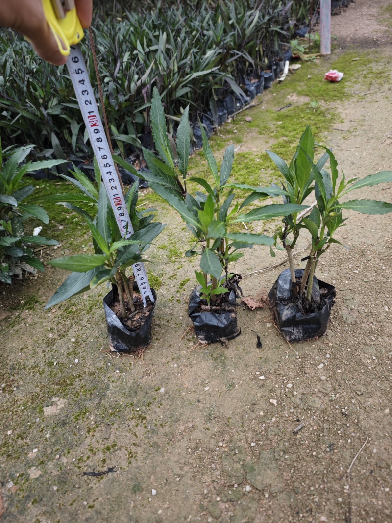紫花芦莉翠芦莉高25到50厘米福建漳州苗木基地
