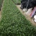 紫花芦莉翠芦莉高25到50厘米福建漳州苗木基地