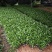 紫花芦莉翠芦莉高25到50厘米福建漳州苗木基地