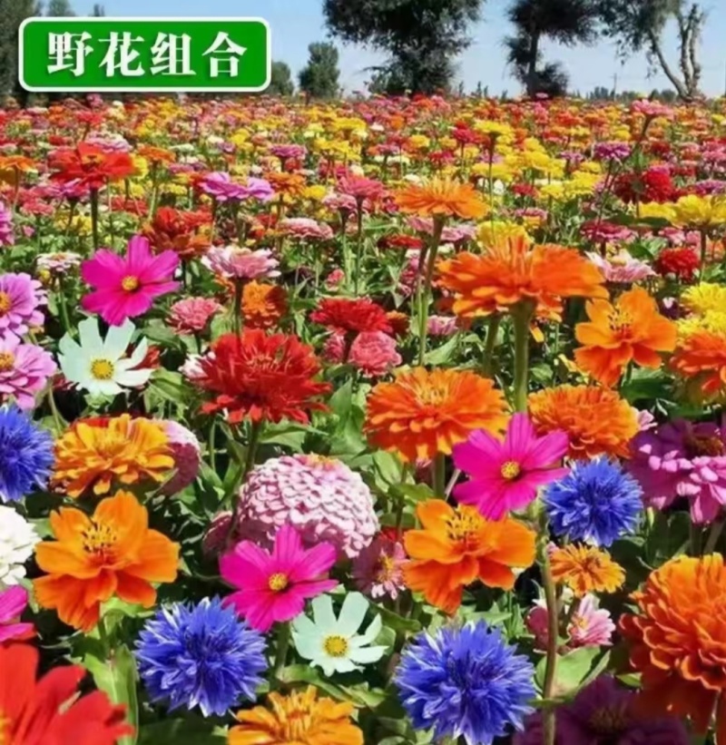 野花组合种子专业技师高精配制花色艳花期长