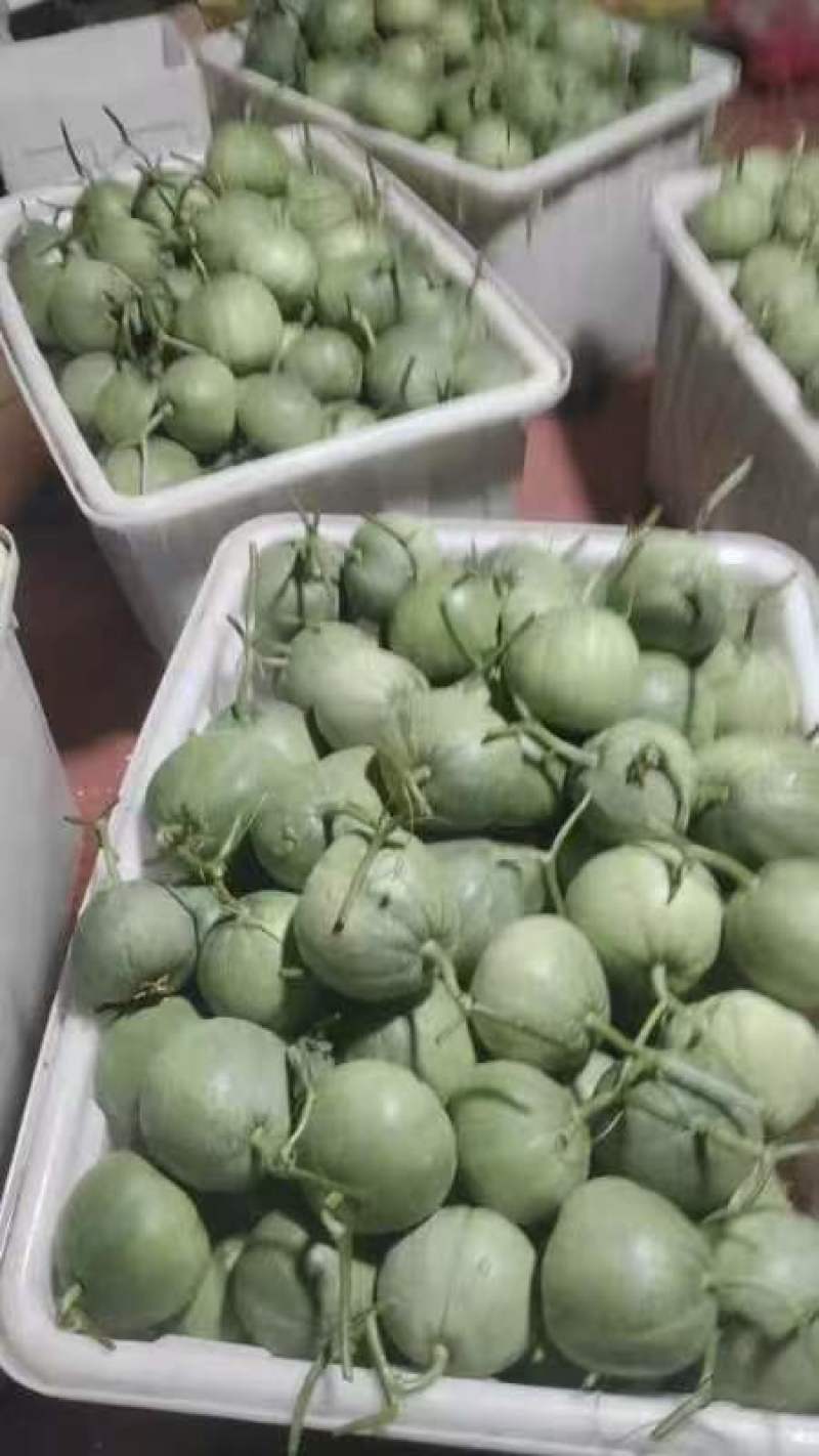 【绿宝甜瓜】山东甜瓜品种齐全【一手货源】全国发货