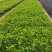 胡椒木高度20到25厘米大量现货供应种植基地批发