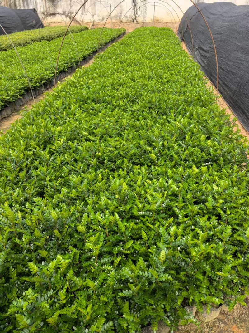 胡椒木高度20到25厘米大量现货供应种植基地批发