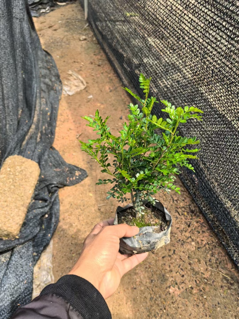 胡椒木高度20到25厘米大量现货供应种植基地批发