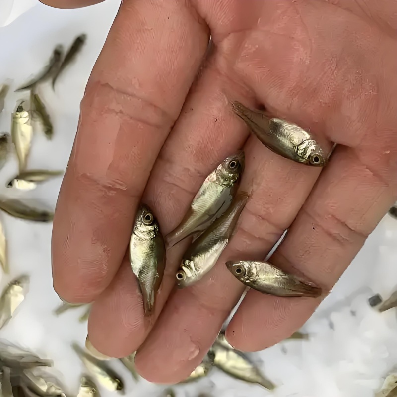 淡化七星鲈鱼苗淡水均可养殖长势快抗病能力强提供技术指导
