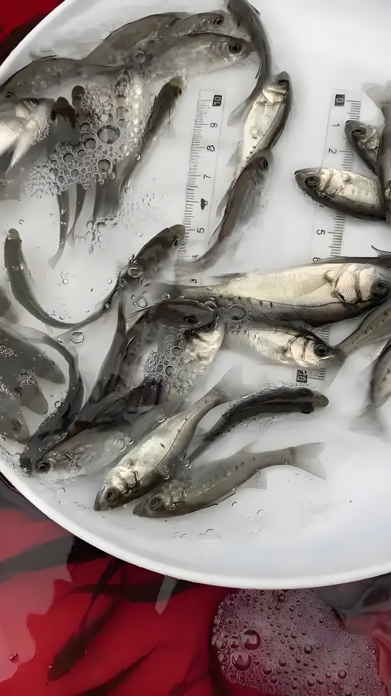 淡化七星鲈鱼苗淡水均可养殖长势快抗病能力强提供技术指导