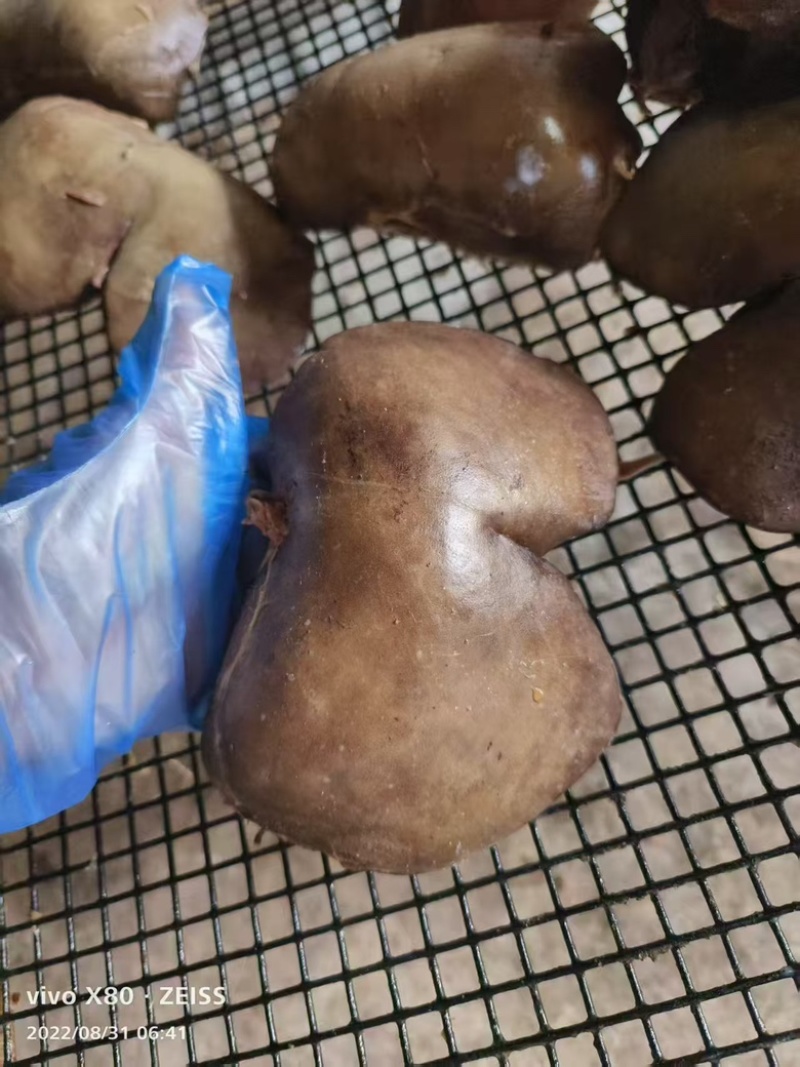【熟羊杂】羊下货，新鲜现货，量大从优，欢迎老板前来选购，