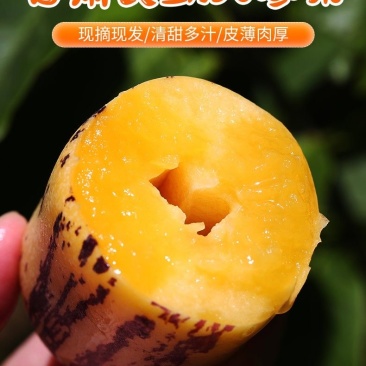 甘肃沙漠人参果一件代发，电商，团购，整车