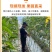 甘肃沙漠人参果一件代发，电商，团购，整车