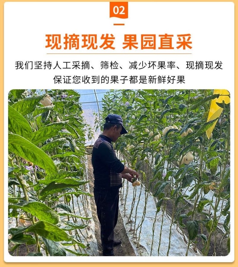 甘肃沙漠人参果一件代发，电商，团购，整车