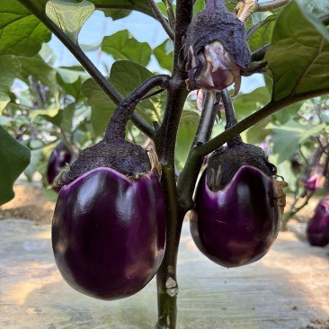 紫霸早茄3号茄子种子早熟紫红色果肉白色产量高耐寒耐热