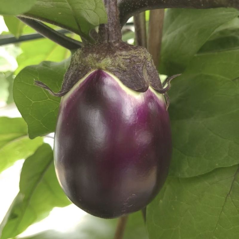 紫霸早茄3号茄子种子早熟紫红色果肉白色产量高耐寒耐热