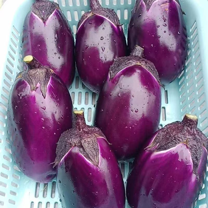 紫霸早茄3号茄子种子早熟紫红色果肉白色产量高耐寒耐热