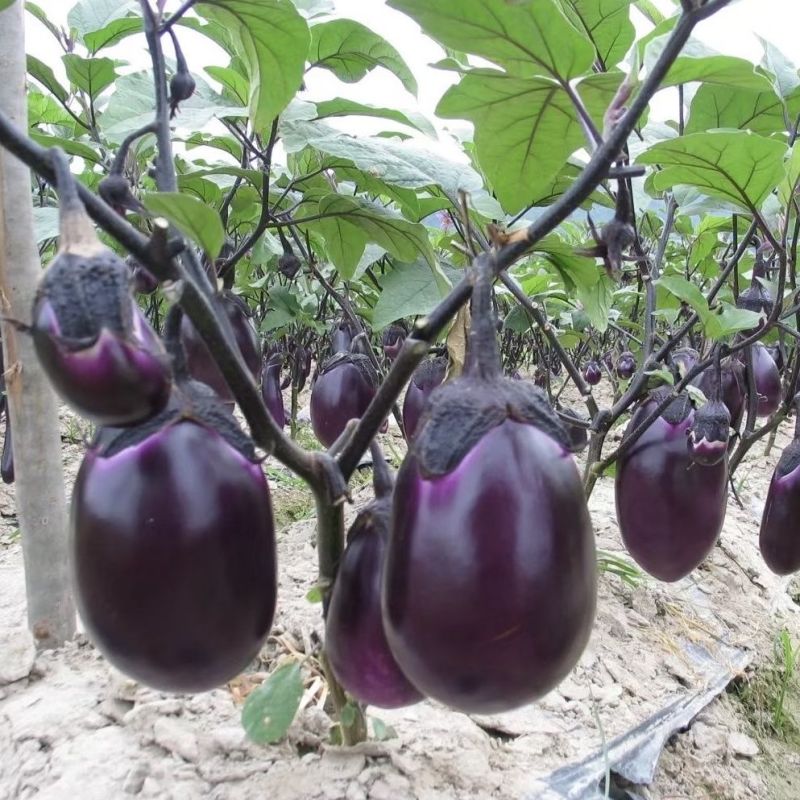 紫霸早茄3号茄子种子早熟紫红色果肉白色产量高耐寒耐热