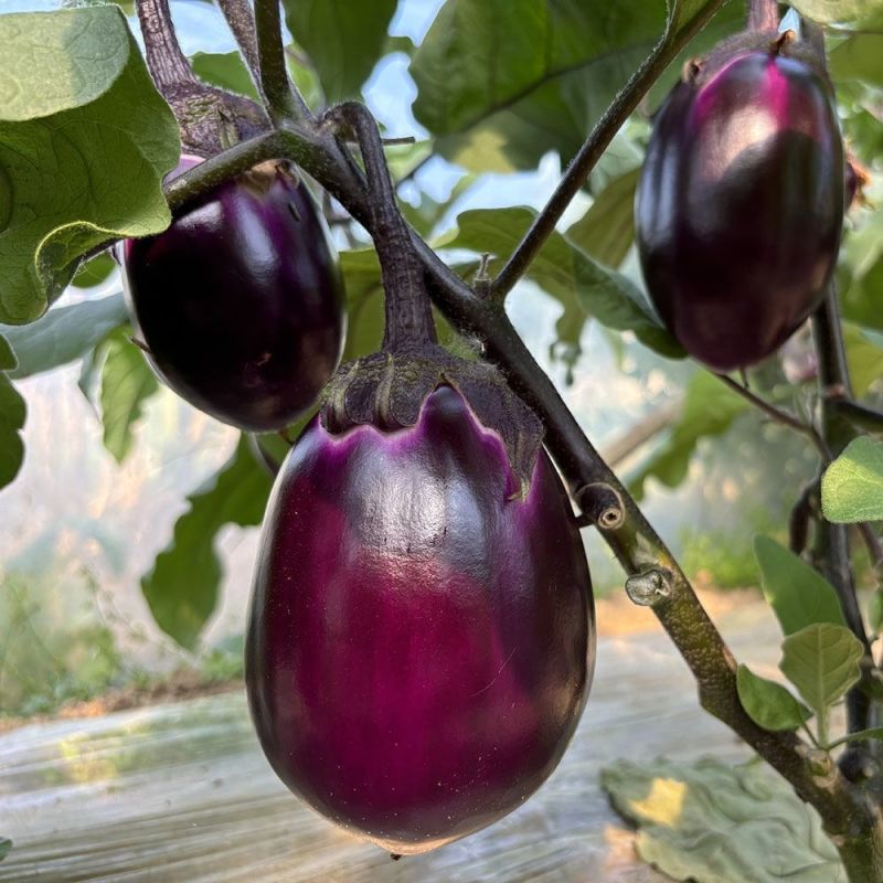 紫霸早茄3号茄子种子早熟紫红色果肉白色产量高耐寒耐热