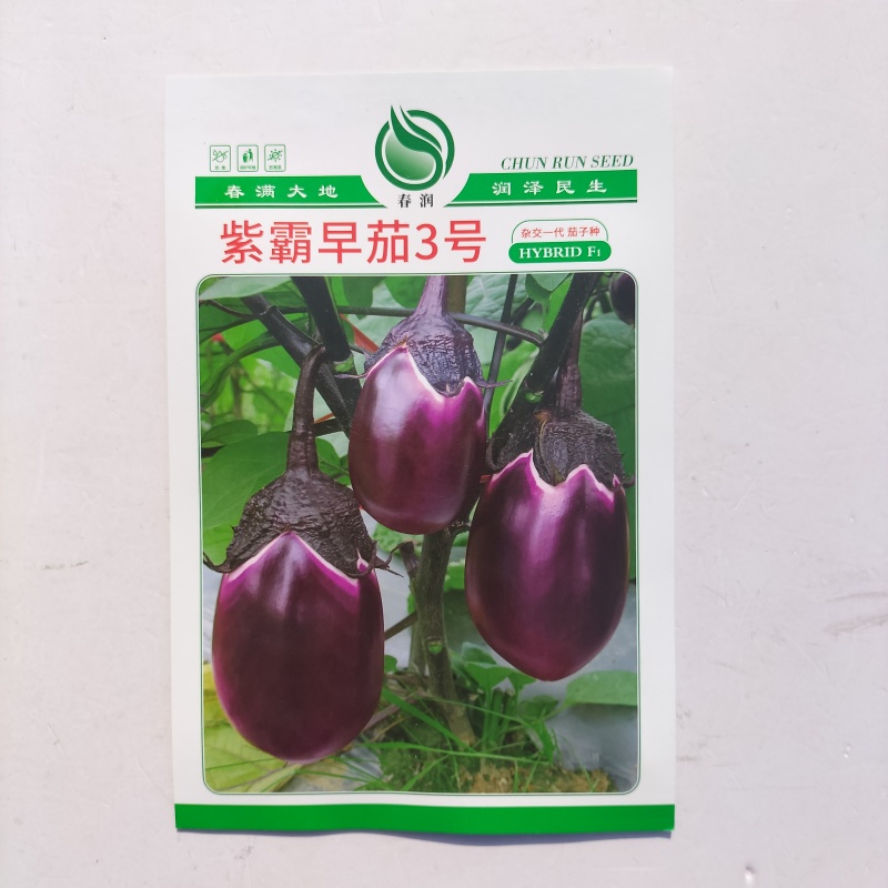 紫霸早茄3号茄子种子早熟紫红色果肉白色产量高耐寒耐热