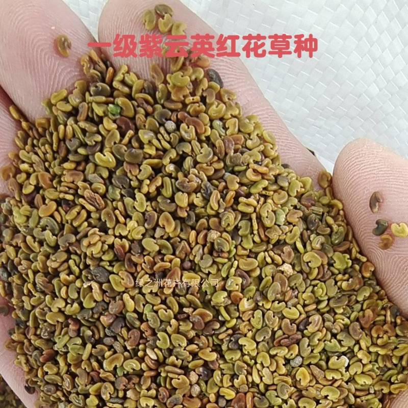 大叶大花紫云英红花草种子产地直销价格不贵送货上门