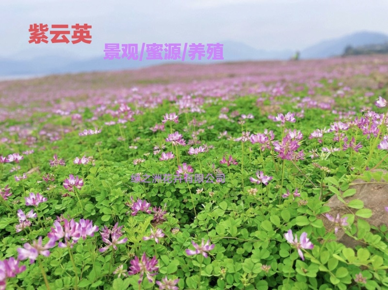 大叶大花紫云英红花草种子产地直销价格不贵送货上门