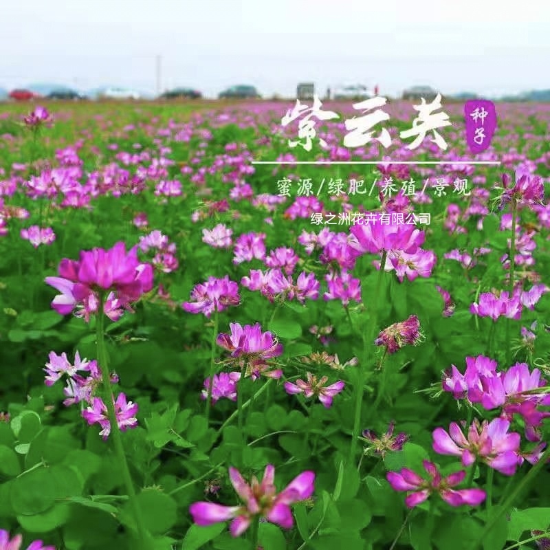 大叶大花紫云英红花草种子产地直销价格不贵送货上门
