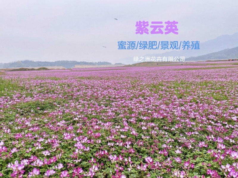 大叶大花紫云英红花草种子产地直销价格不贵送货上门