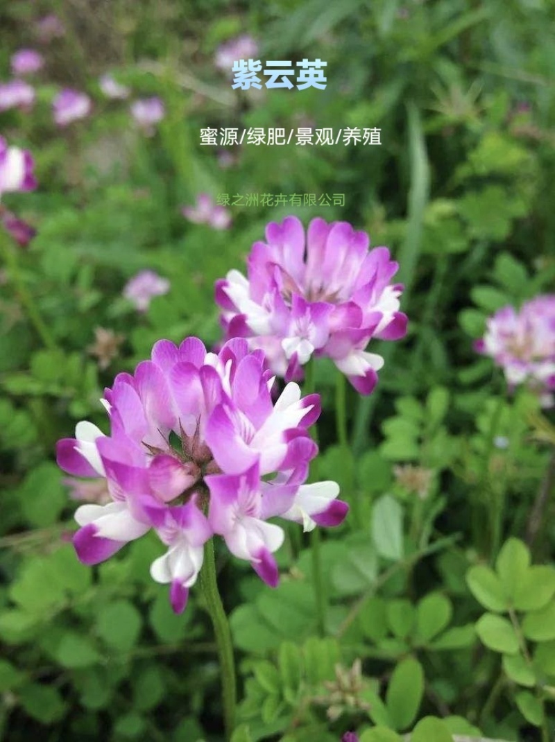 大叶大花紫云英红花草种子产地直销价格不贵送货上门