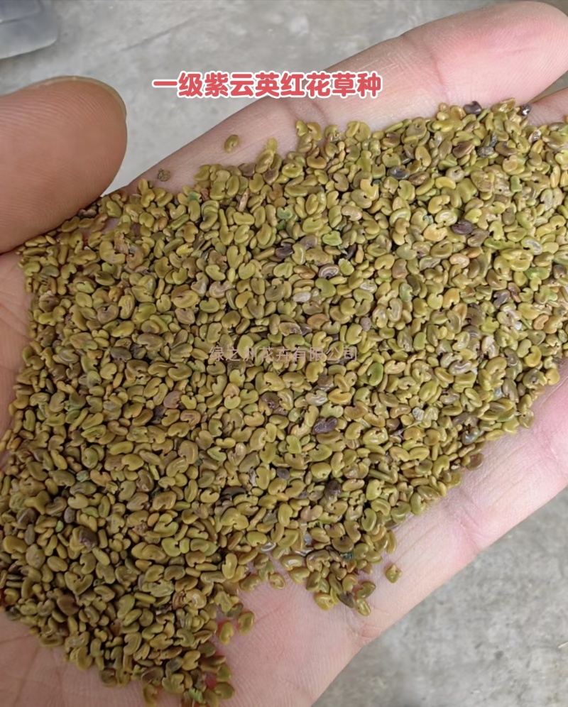 大叶大花紫云英红花草种子产地直销价格不贵送货上门