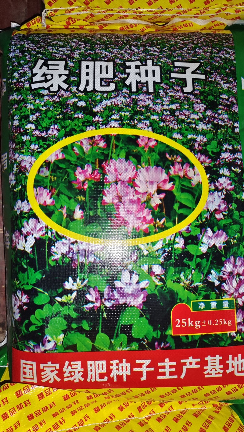 大叶大花紫云英红花草种子产地直销价格不贵送货上门