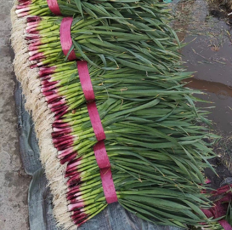 【优质推荐】红根蒜苗无蓝粉可加工水洗供应全国各大市场商超