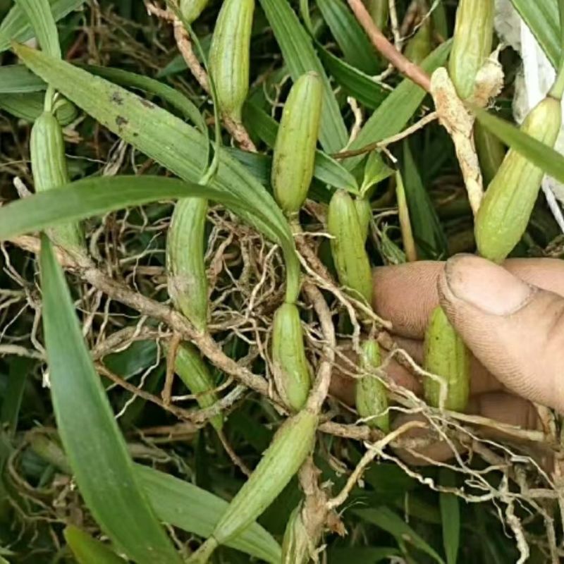 【推荐】云南文山双叶大果石橄榄，一手货源包邮到家