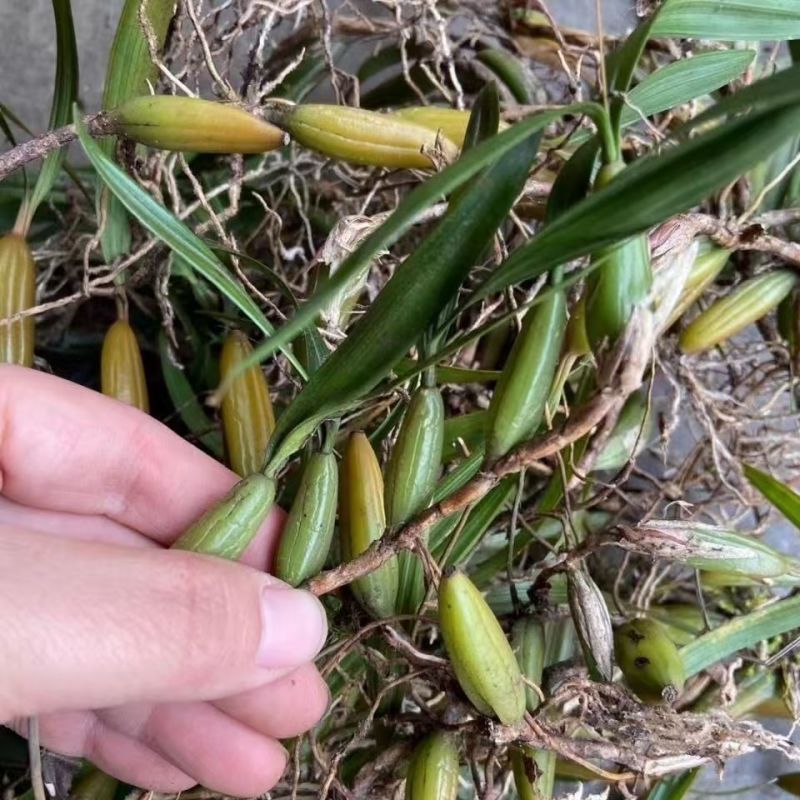【推荐】云南文山双叶大果石橄榄，一手货源包邮到家