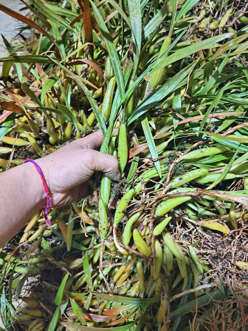 【推荐】云南文山双叶大果石橄榄，一手货源包邮到家