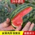 手撕西瓜薄皮西瓜2K西瓜现货大量上市，产地直发无中间商