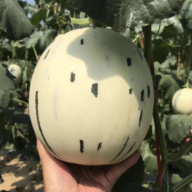 梦露流星蜜瓜各品种甜瓜货源充足专业代办代发欢迎咨询合作
