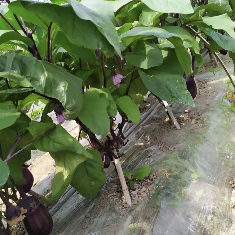 紫铃紫红早茄茄子种子紫红油亮早熟高产抗病商品性佳