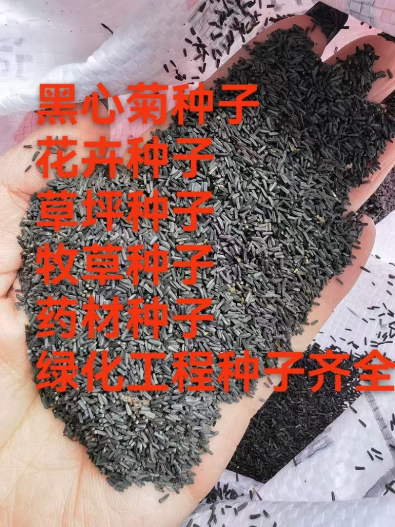 黑心菊种子四季易活户外阳台