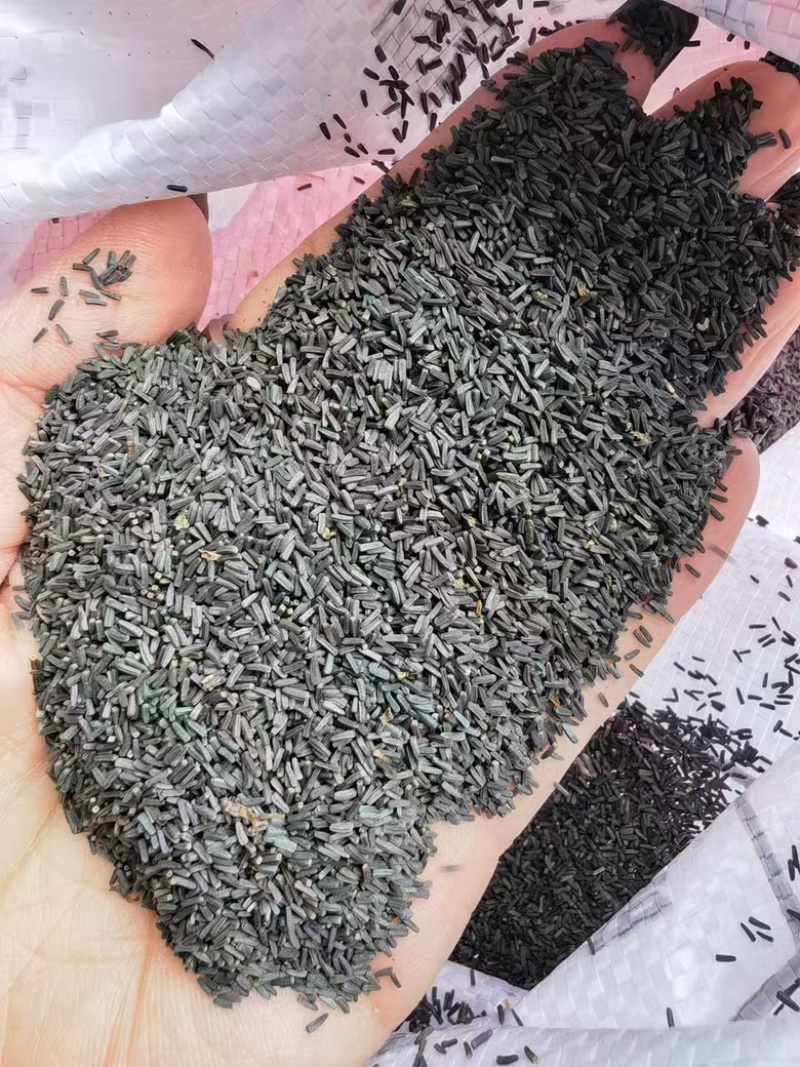 黑心菊种子四季易活户外阳台